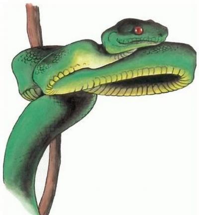 Modles - serpents lzards - Photo9