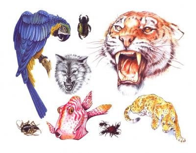 Modles - Animaux divers - Photo31