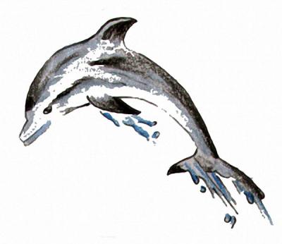 Modles - Les Dauphins - dauphin 3