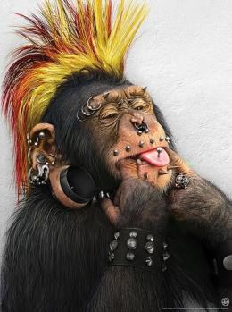 singe punk avec piercing